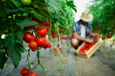 Arena Fertilizantes